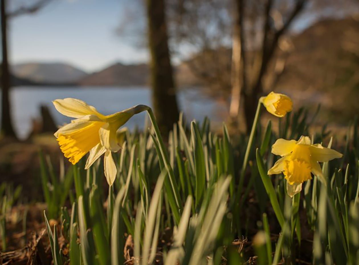 Daffodils Ullswater North Lake District 
