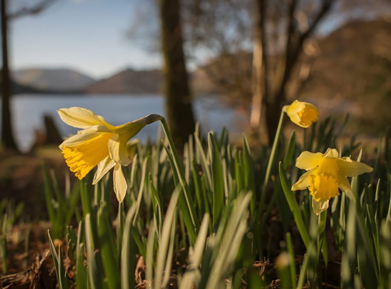 Daffodils Ullswater North Lake District