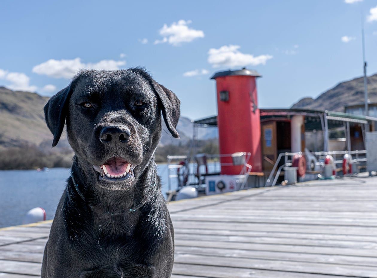 Black dog sat on Glenridding pier with a Ullswater 'Steamer' in the background 