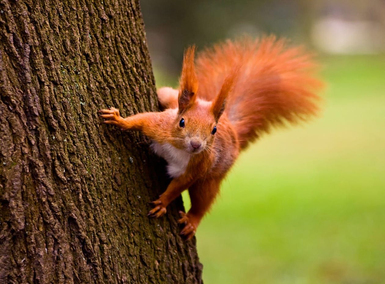 Red squirrel Lake District National Park
